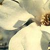 Magnolia kobus var. loebneri, flowers