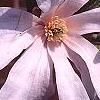 Magnolia kobus var. stellata 'Rosea', flowers
