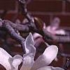 Magnolia kobus var. stellata 'Rosea', flowers