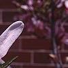 Magnolia kobus var. stellata 'Rosea', flowers