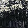 Magnolia kobus var. stellata, habit