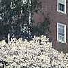 Magnolia kobus var. stellata, habit