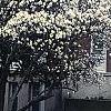 Magnolia kobus var. stellata, habit