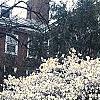 Magnolia kobus var. stellata, habit