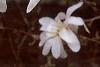 Magnolia kobus var. stellata, flowers