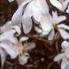 Magnolia kobus var. stellata, flowers