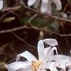 Magnolia kobus var. stellata, flowers
