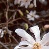 Magnolia kobus var. stellata, flowers