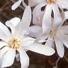 Magnolia kobus var. stellata, flowers