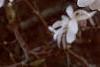 Magnolia kobus var. stellata, flowers