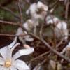 Magnolia kobus var. stellata, flowers