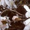 Magnolia kobus var. stellata, flowers