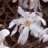 Magnolia kobus var. stellata, flowers