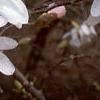Magnolia kobus var. stellata, flowers