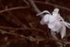 Magnolia kobus var. stellata, flowers