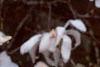 Magnolia kobus var. stellata, flowers