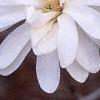 Magnolia kobus var. stellata 'Ballerina', flowers