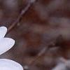 Magnolia kobus var. stellata 'Ballerina', flowers
