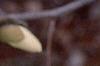 Magnolia kobus var. stellata 'Ballerina', flowers