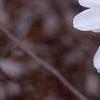 Magnolia kobus var. stellata 'Ballerina', flowers