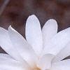Magnolia kobus var. stellata 'Ballerina', flowers