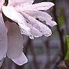 Magnolia kobus var. stellata 'Centennial', flowers