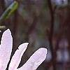 Magnolia kobus var. stellata 'Centennial', flowers