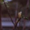 Magnolia kobus var. stellata 'Centennial', flowers