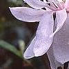Magnolia kobus var. stellata 'Centennial', flowers