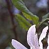 Magnolia kobus var. stellata 'Centennial', flowers
