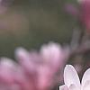 Magnolia kobus var. stellata 'Jane Platt', flowers