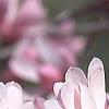 Magnolia kobus var. stellata 'Jane Platt', flowers
