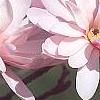 Magnolia kobus var. stellata 'Jane Platt', flowers