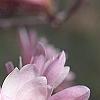 Magnolia kobus var. stellata 'Jane Platt', flowers
