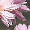Magnolia kobus var. stellata 'Jane Platt', flowers