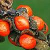Magnolia x loebneri, fruit