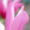 Magnolia 'Randy', flowers