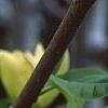 Magnolia 'Yellow Bird', flowers
