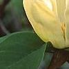Magnolia 'Yellow Bird', flowers