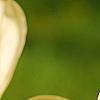 Magnolia 'Yellow Lantern', flowers