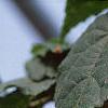 Abutilon 'Moonchimes', flowers