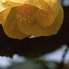 Abutilon 'Moonchimes', flowers