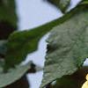 Abutilon 'Moonchimes', flowers