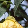 Abutilon 'Moonchimes', flowers