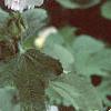 Alcea 'Indian Summer', flowers