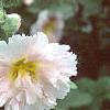 Alcea 'Indian Summer', flowers