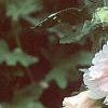 Alcea 'Indian Summer', flowers