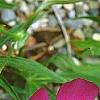 Callirhoe involucrata, flowers