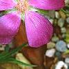 Callirhoe involucrata, flowers
