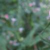 Hibiscus moscheutos, flowers